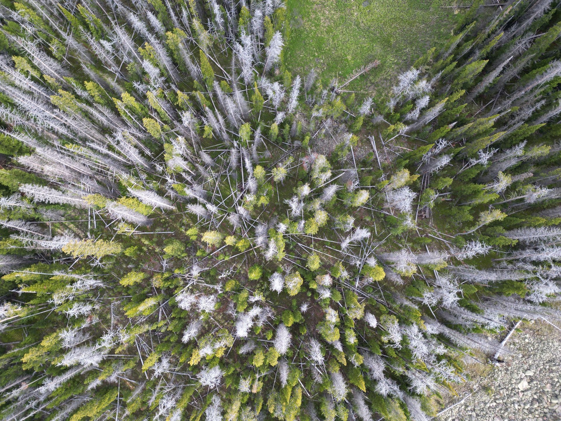 An aerial view of a bush with lots of flowers and leaves.