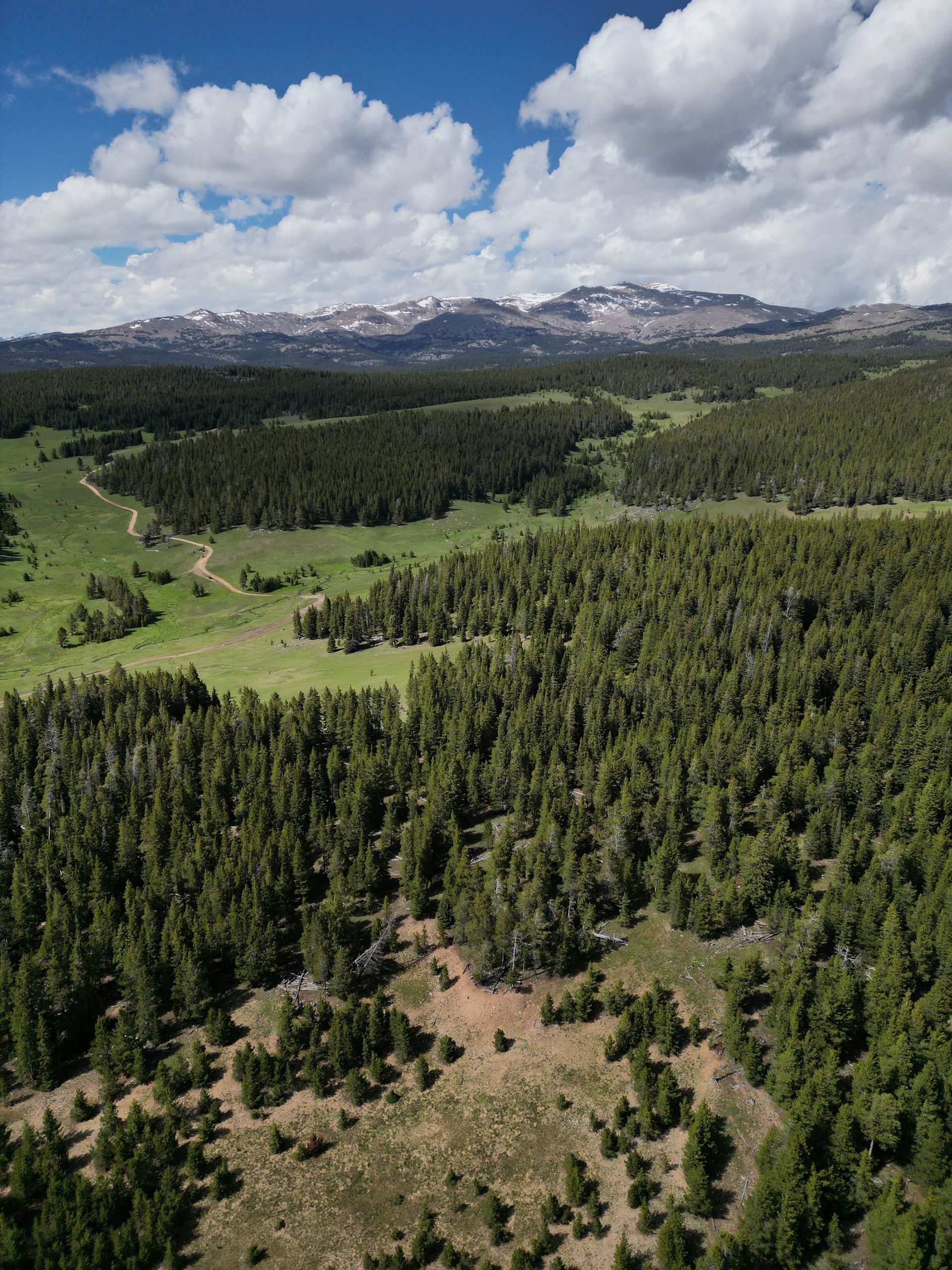 An aerial view of a forest with mountains in the background