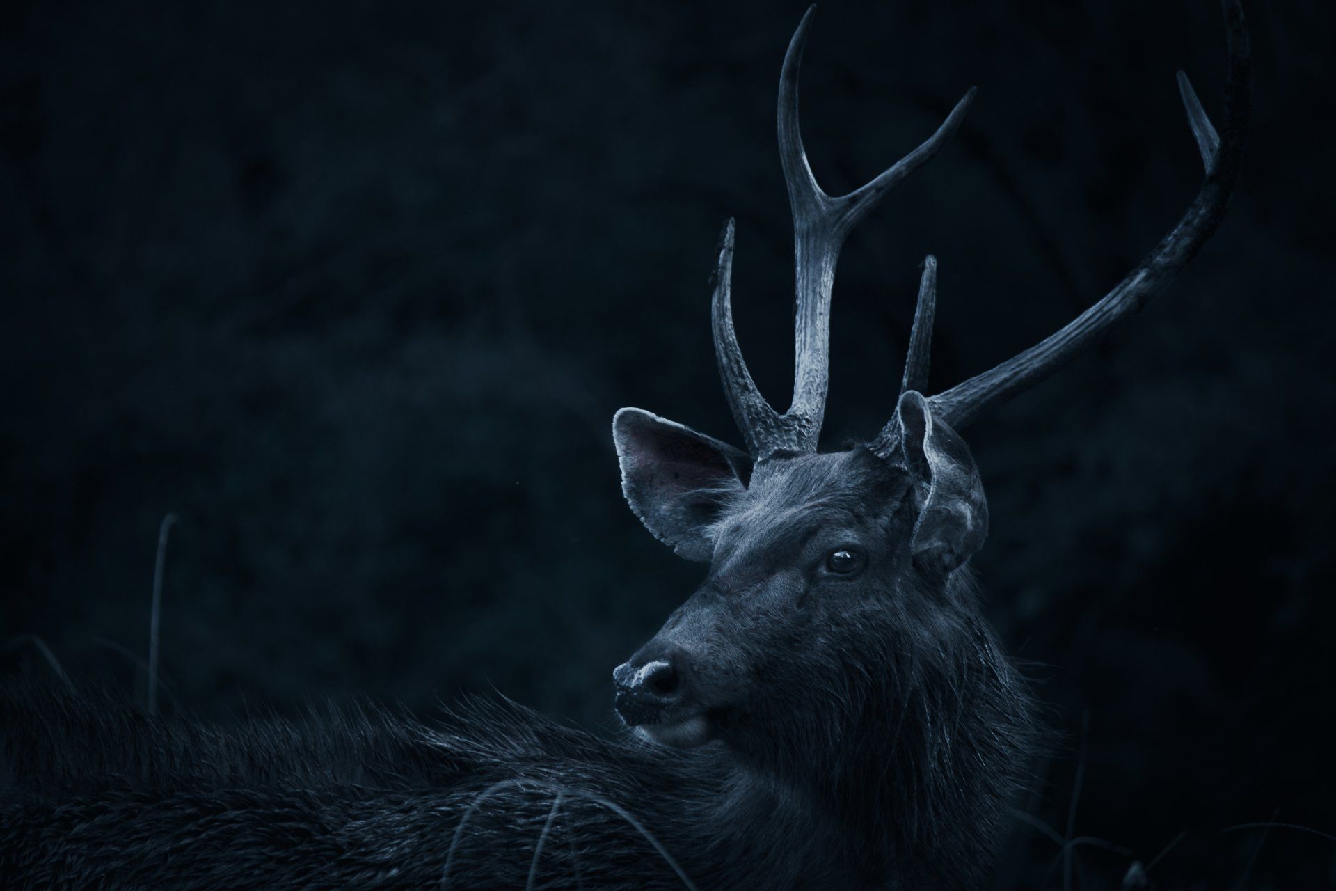deer with antlers on a dark night