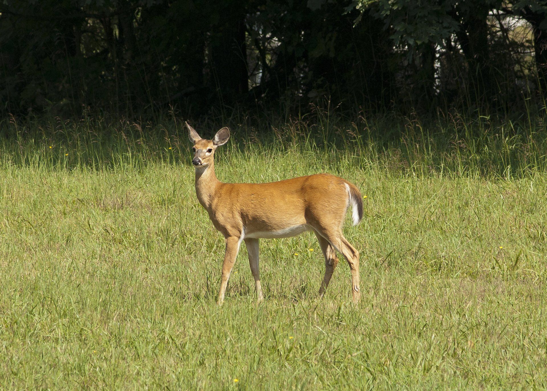 deer standing in field drive safely