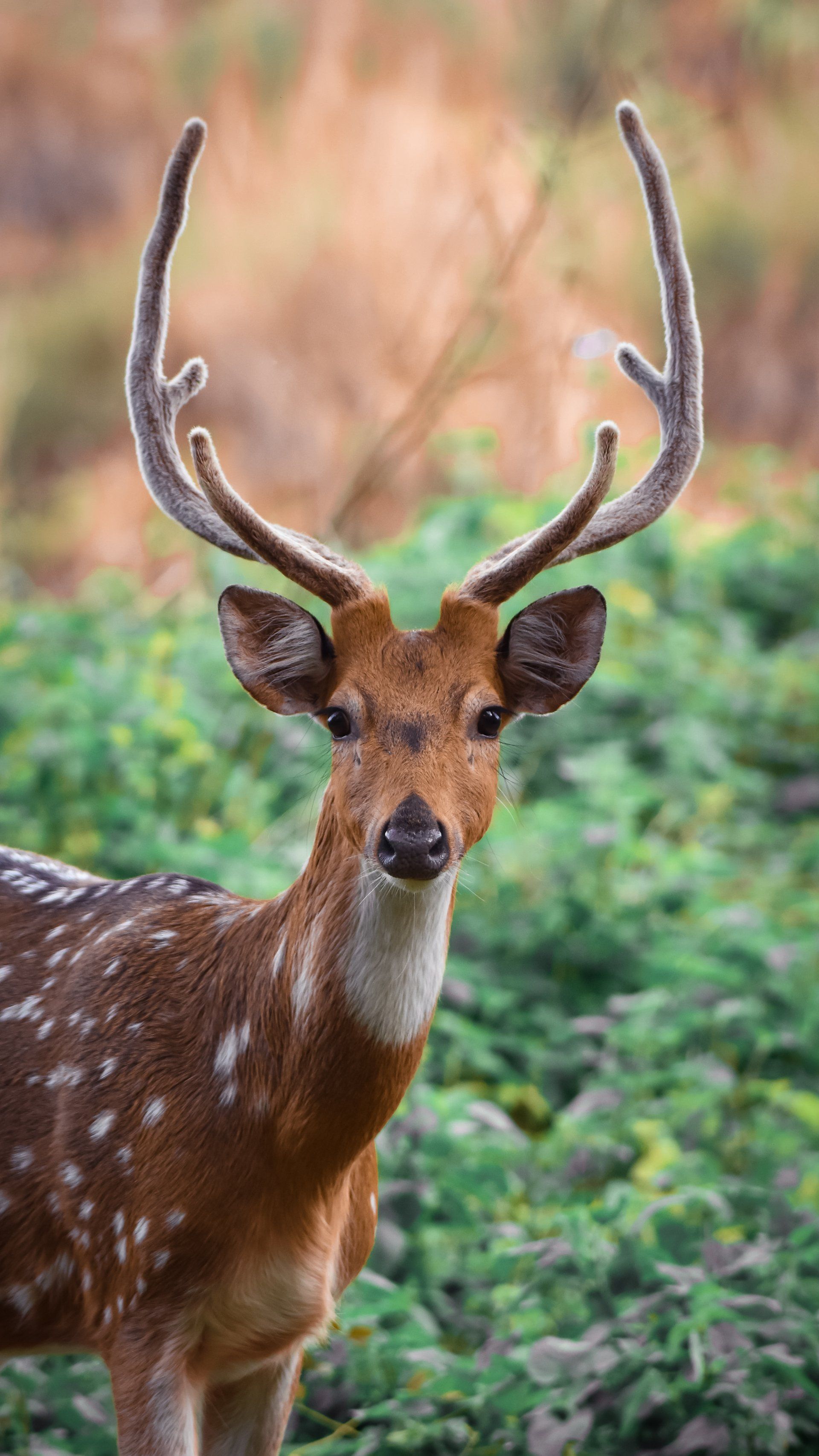 closeup of deer with antlers