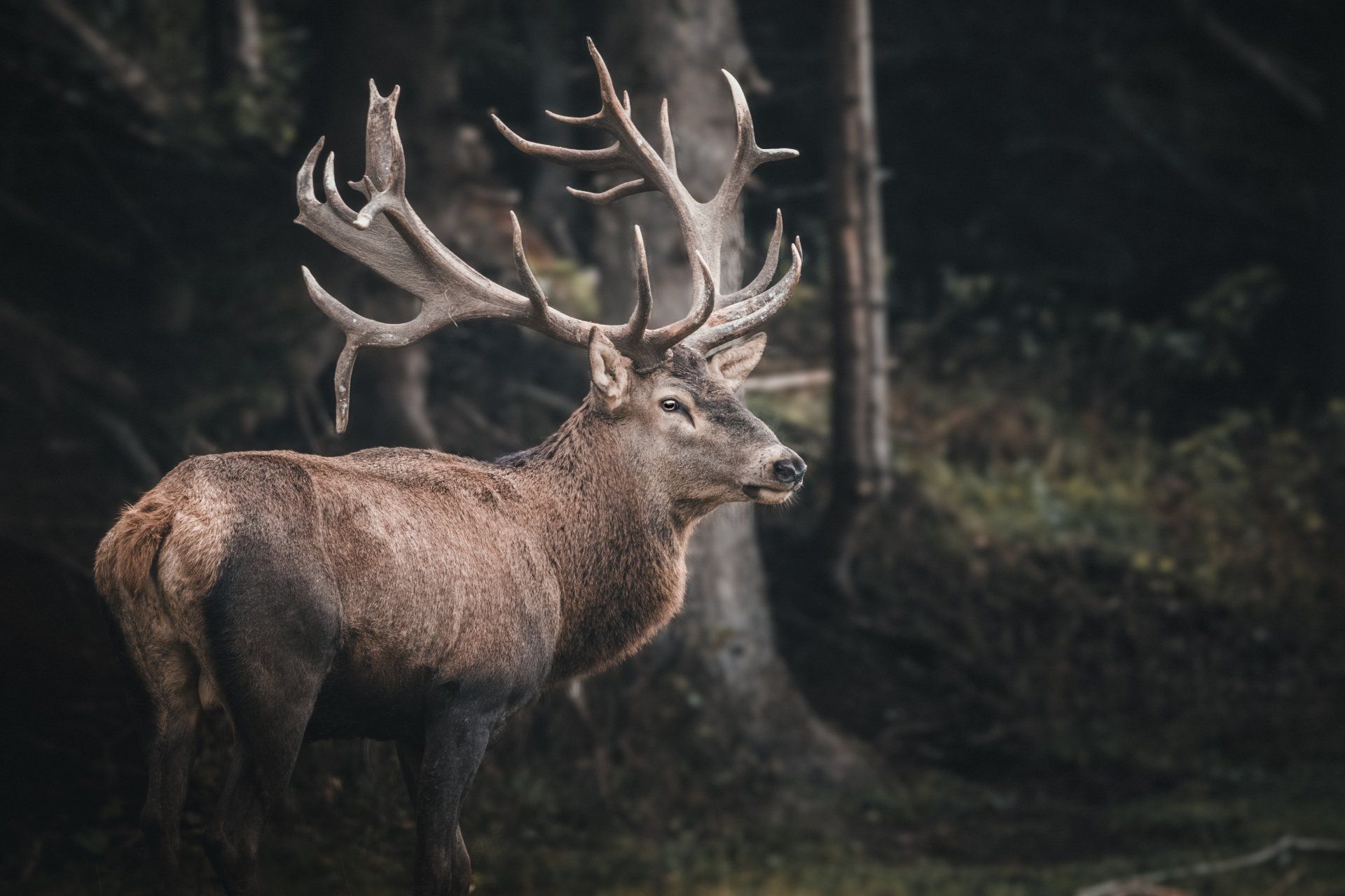 deer with antlers in forest