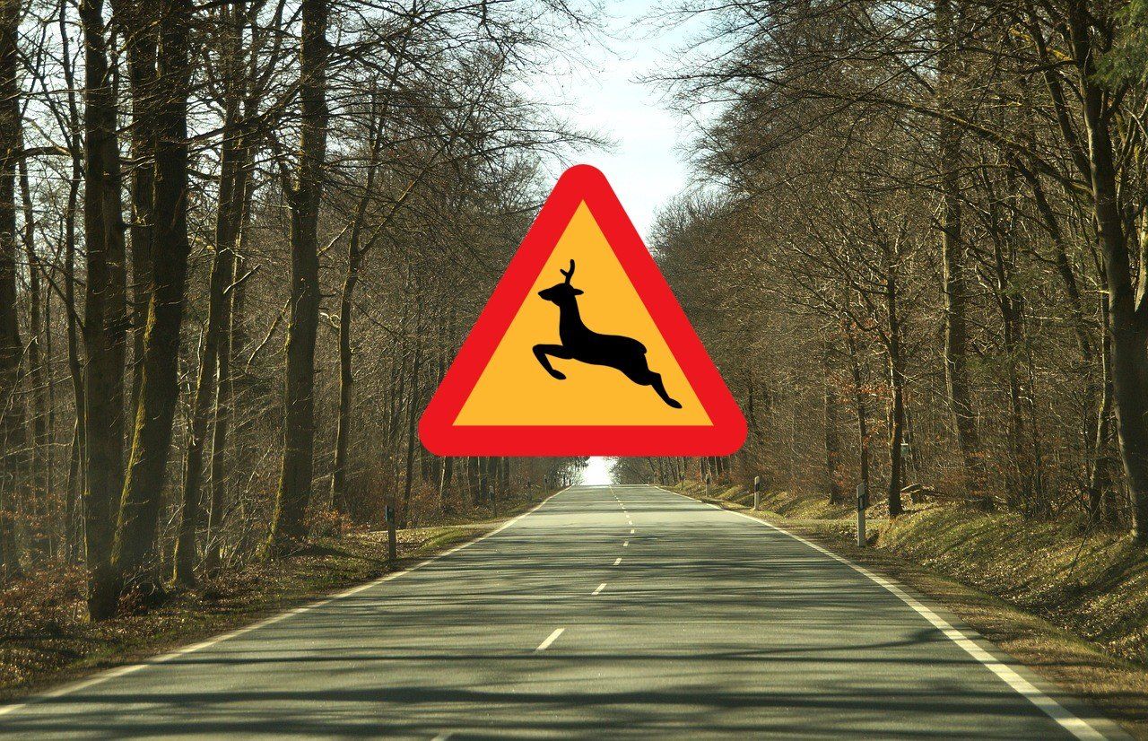 look out for deer warning sign on road