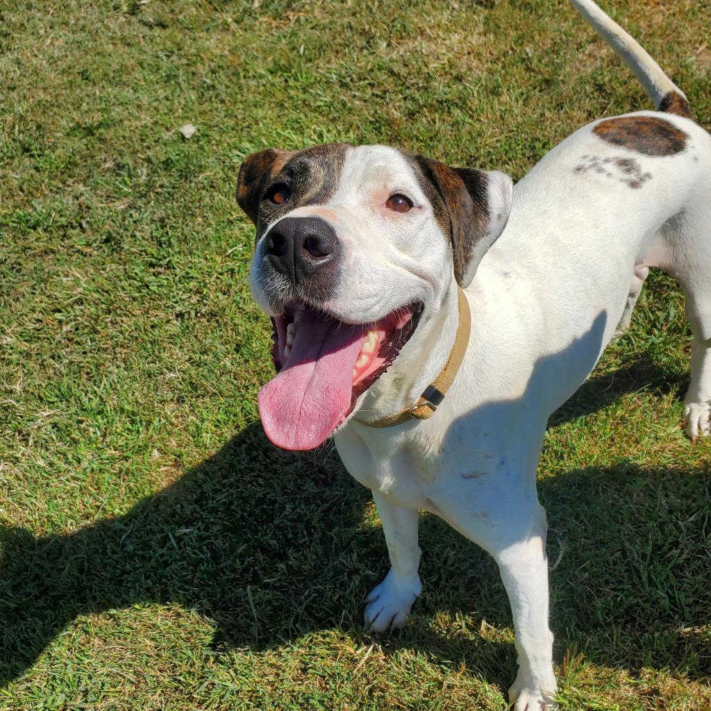 Needy Paws Animal Shelter Furever Friends For Your Family