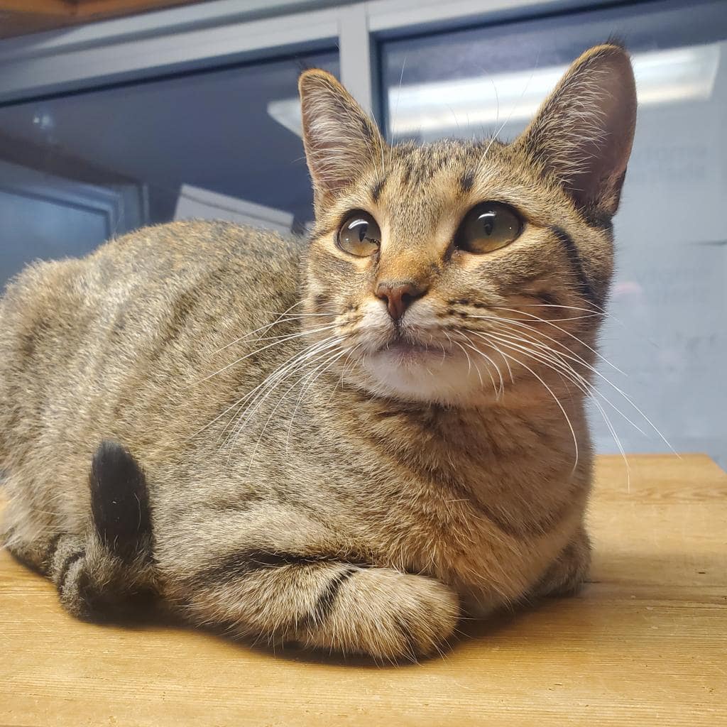 Needy Paws Animal Shelter Furever Friends For Your Family