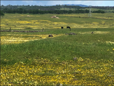 Grassland Habitat