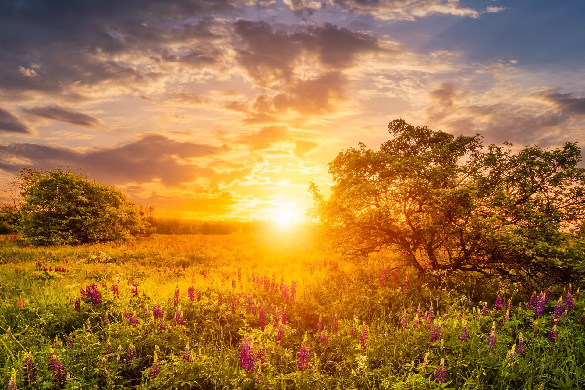 The sun is setting over a field of flowers and trees.