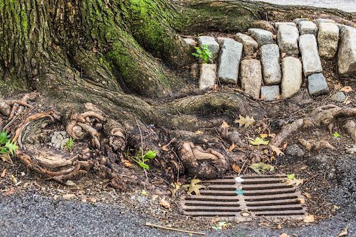How Tree Roots Damage Sewer Lines in Sacramento (And How to Fix It)