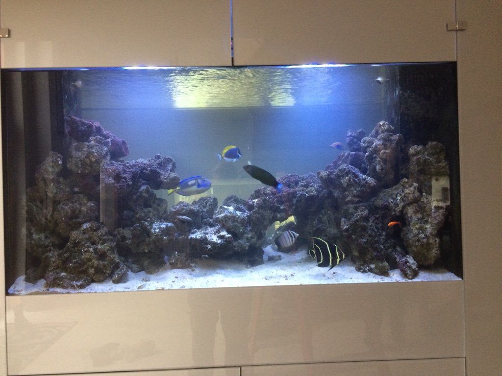 you need a fish tank cleaner