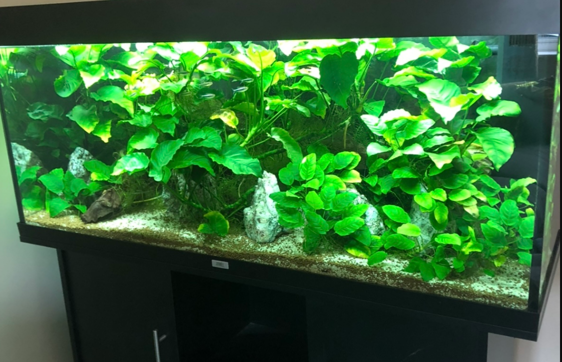 all your aquarium needs