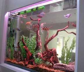 If you want the best for your aquariums in Yorkshire and Lancashire call 07866 653 172 Fish tank cleaner