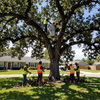 Utility workers trimming a large tree from buckets and ground in a suburban yard