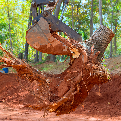 Excavator bucket uprooting a tree stump in a muddy forest clearing