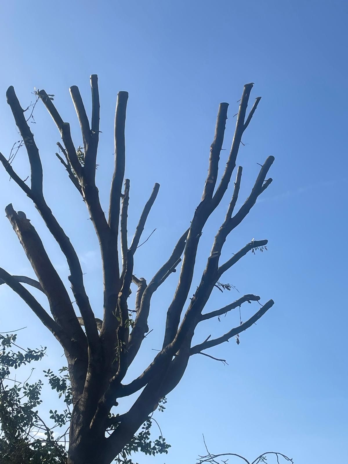 Leafless tree branches silhouetted against a clear blue sky
