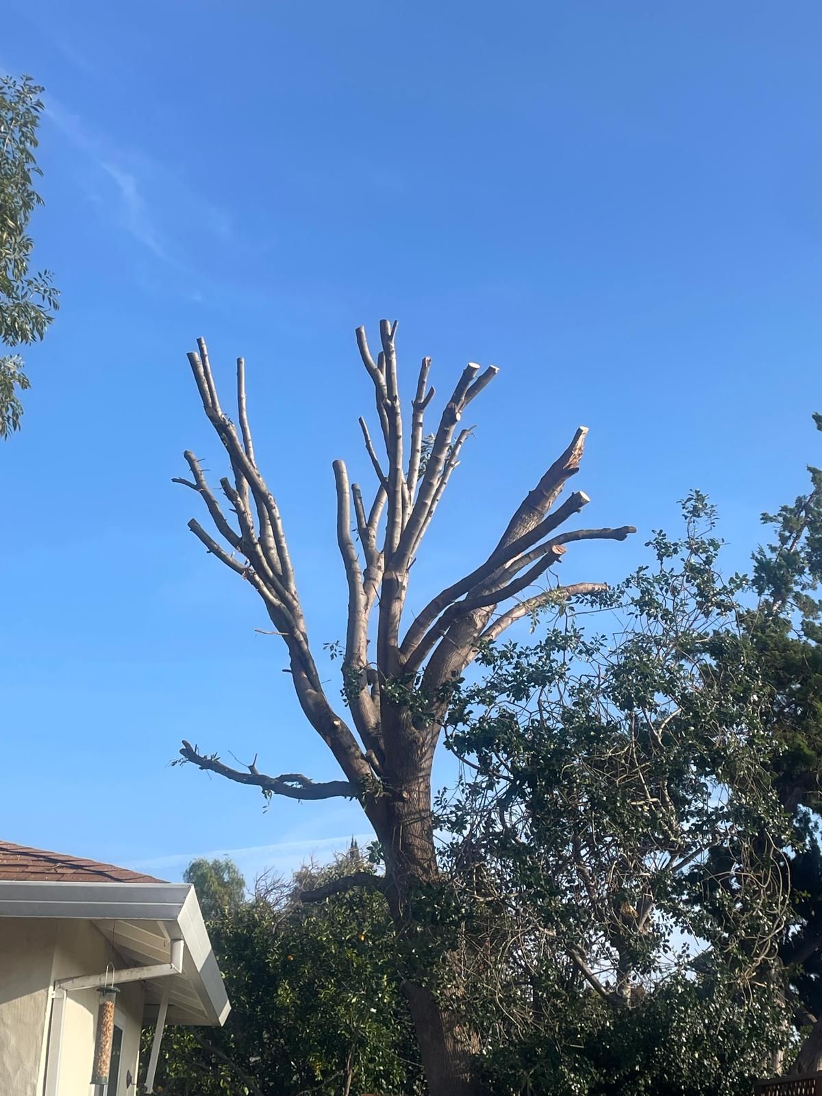 A trimmed tree with bare branches against a clear blue sky beside a house.