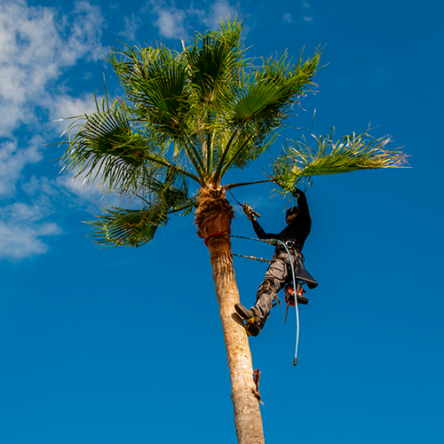 Arborist climbing a tall palm tree against a bright blue sky