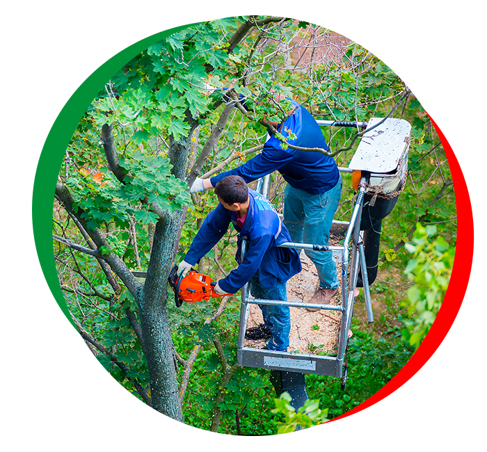 Arborists trimming a leafy tree from a metal lift basket, one cutting branches with a chainsaw