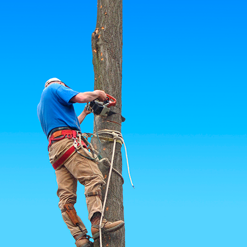 Worker climbing a tree trunk with safety gear and ropes against a clear blue sky