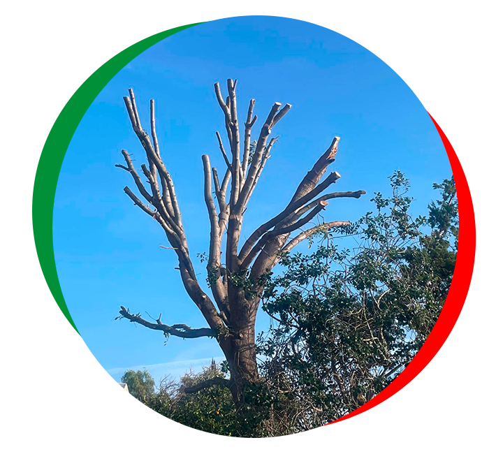 Leafless tree against blue sky, framed by a circular green, white, and red border Leafless tree against blue sky, framed by a circular green, white, and red border