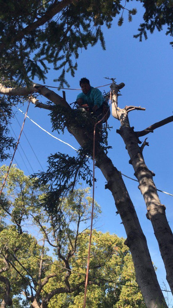 Arborist in a tree using ropes and climbing gear under a clear blue sky
