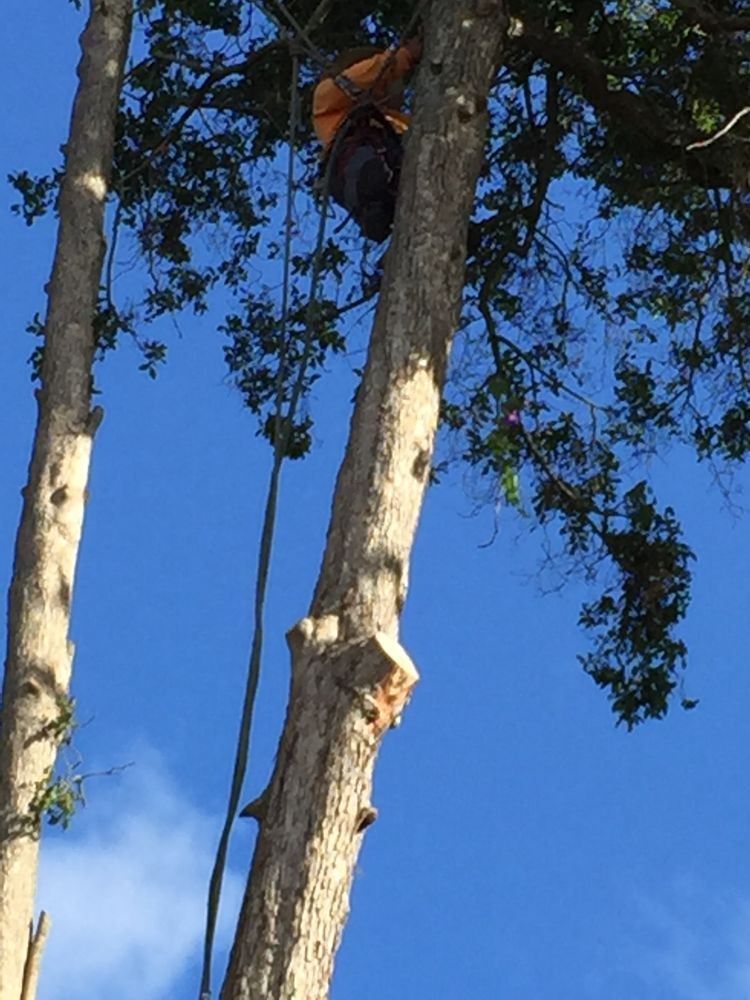 Person climbing a tall tree with a rope against a blue sky
