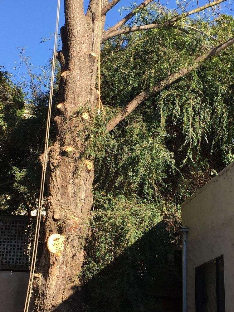 Tree trunk being cut with a chainsaw, branches hanging over a building in bright sunlight
