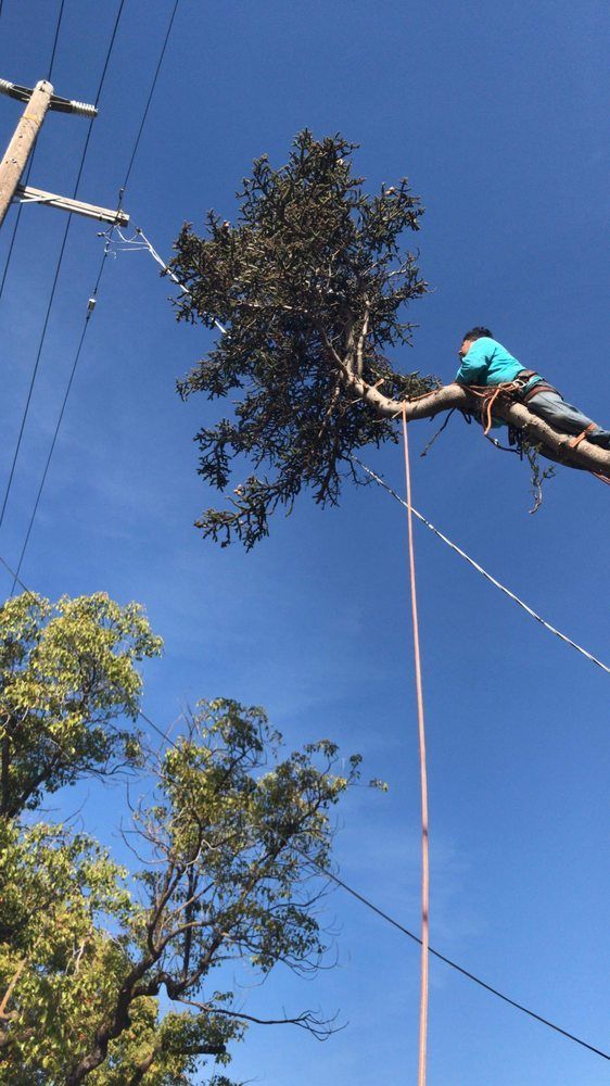 Worker trimming a tree high on a pole against a clear blue sky