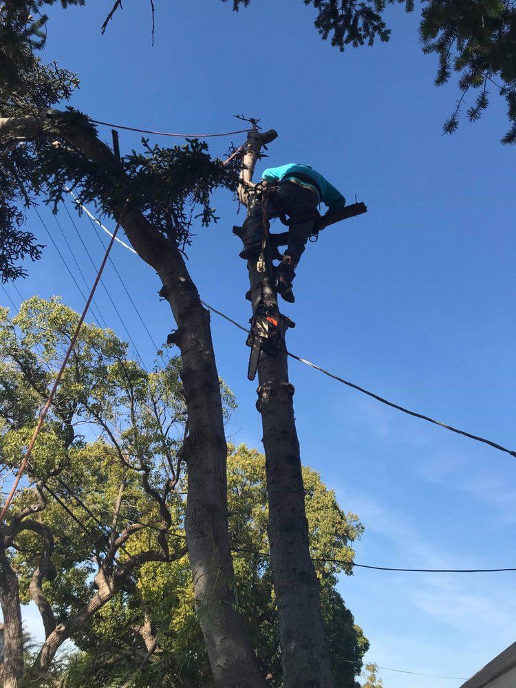 Arborist in a tree using a chainsaw to trim branches against a blue sky