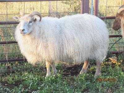sheep Breeding Flock Ewes | The Creeks Edge
