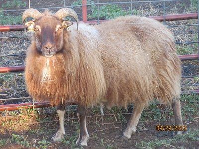 Breeding Flock Ewes | The Creeks Edge