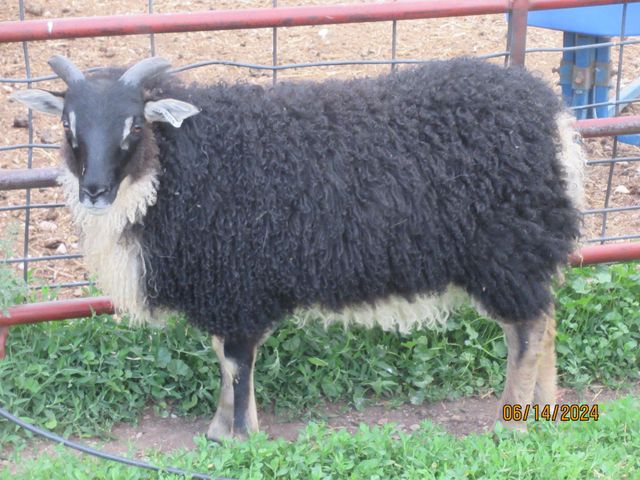 Breeding Flock Ewes | The Creeks Edge
