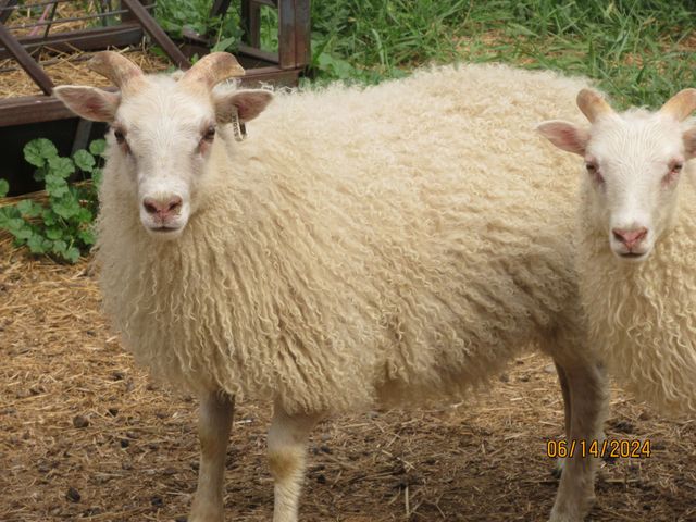 Breeding Flock Ewes | The Creeks Edge