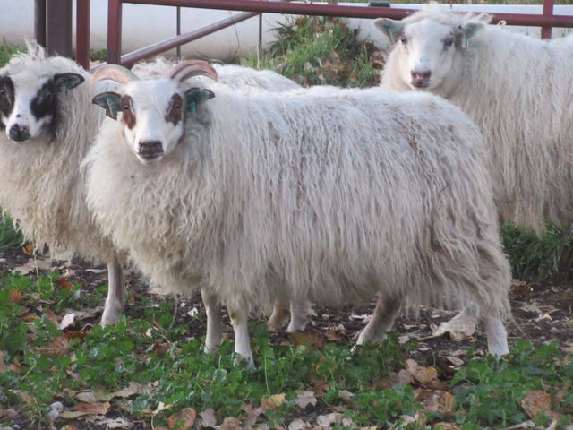 Breeding Flock Ewes | The Creeks Edge