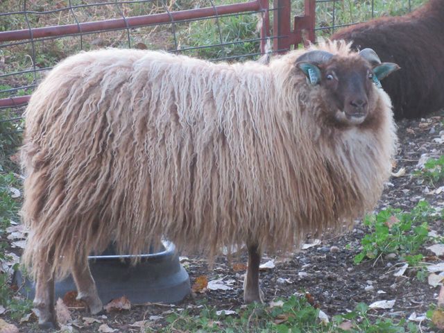 Breeding Flock Ewes | The Creeks Edge