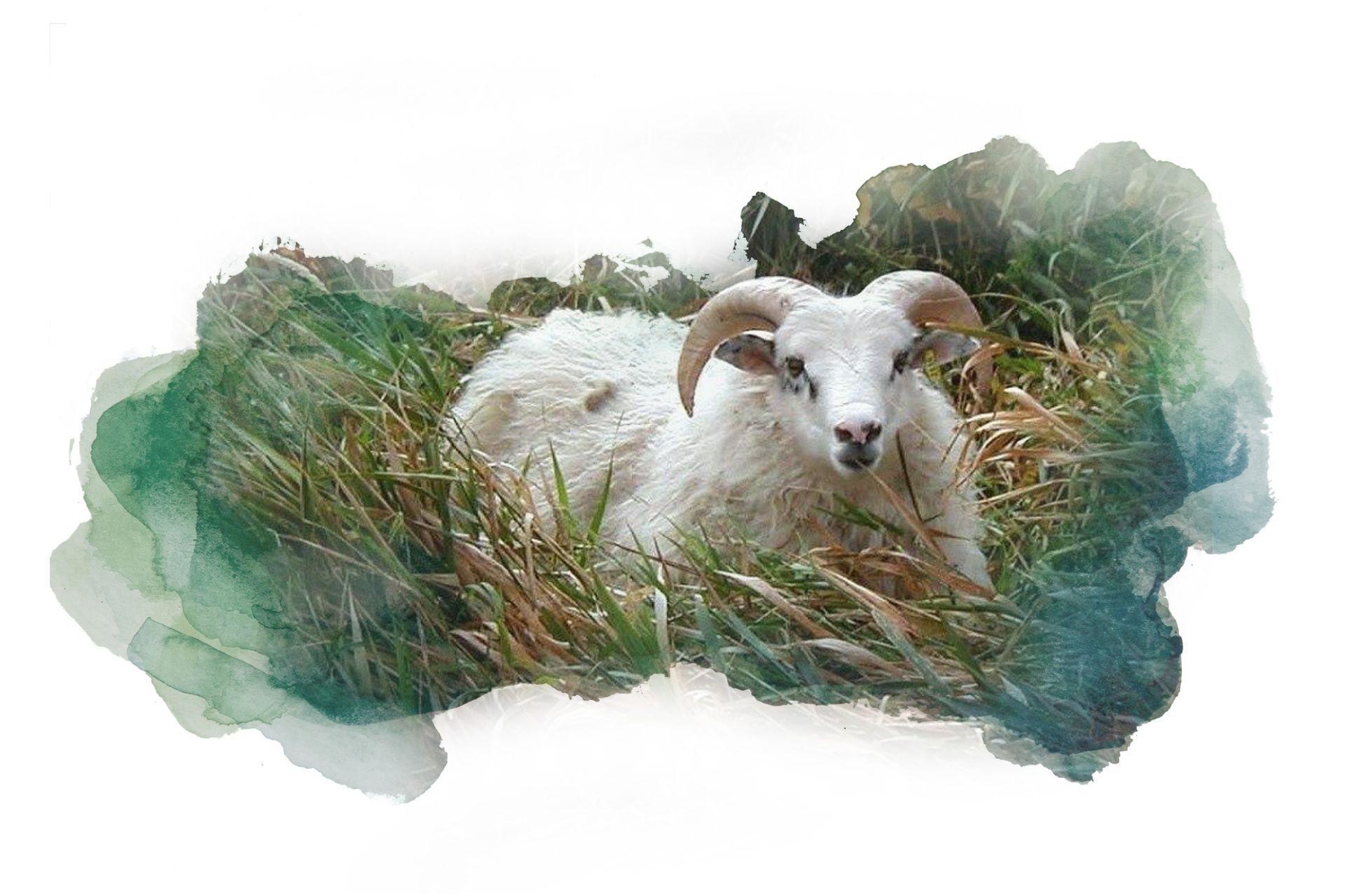 a white sheep with horns is laying in the grass .