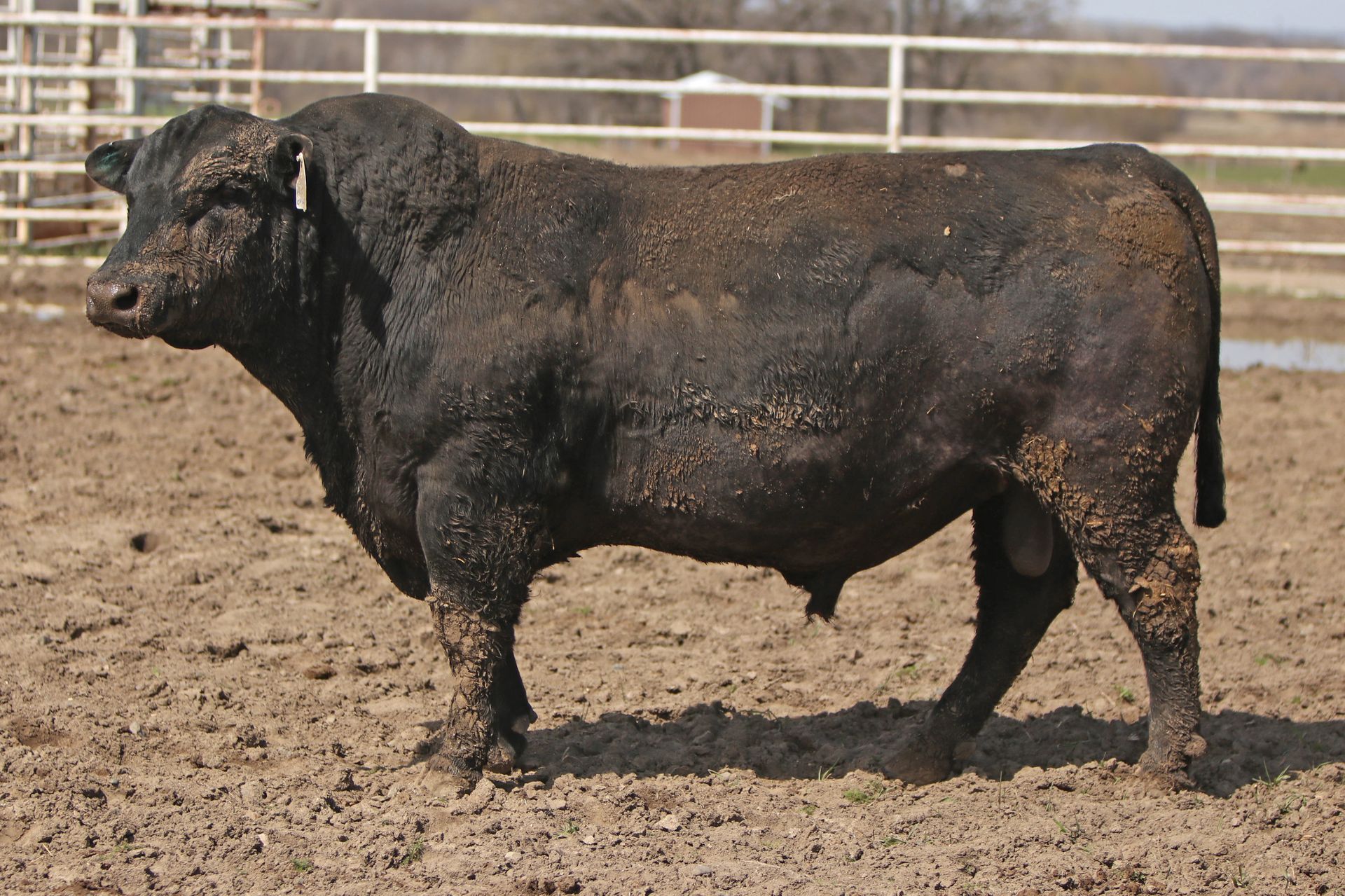 Azteca Ranch 046