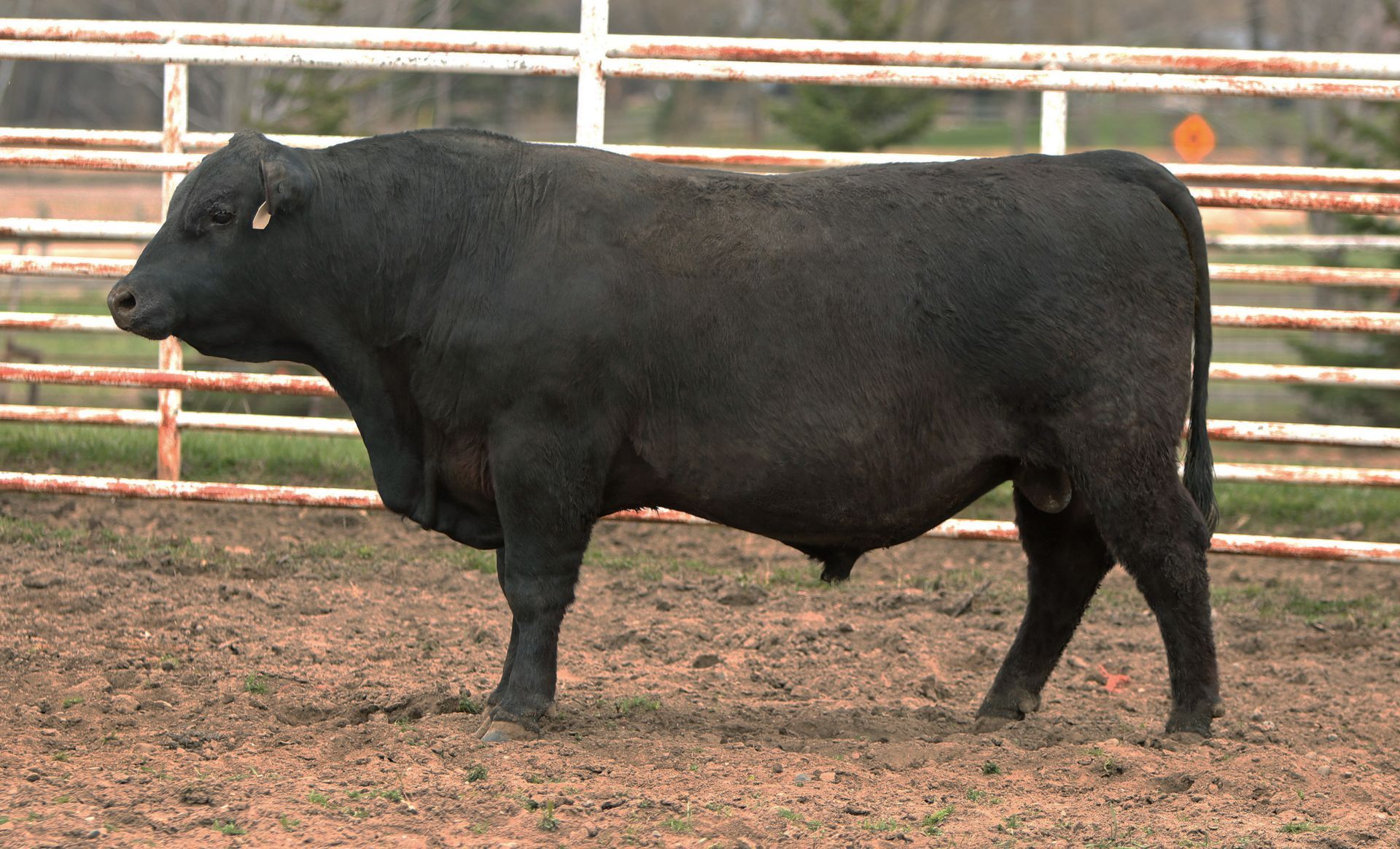 Azteca Ranch 211