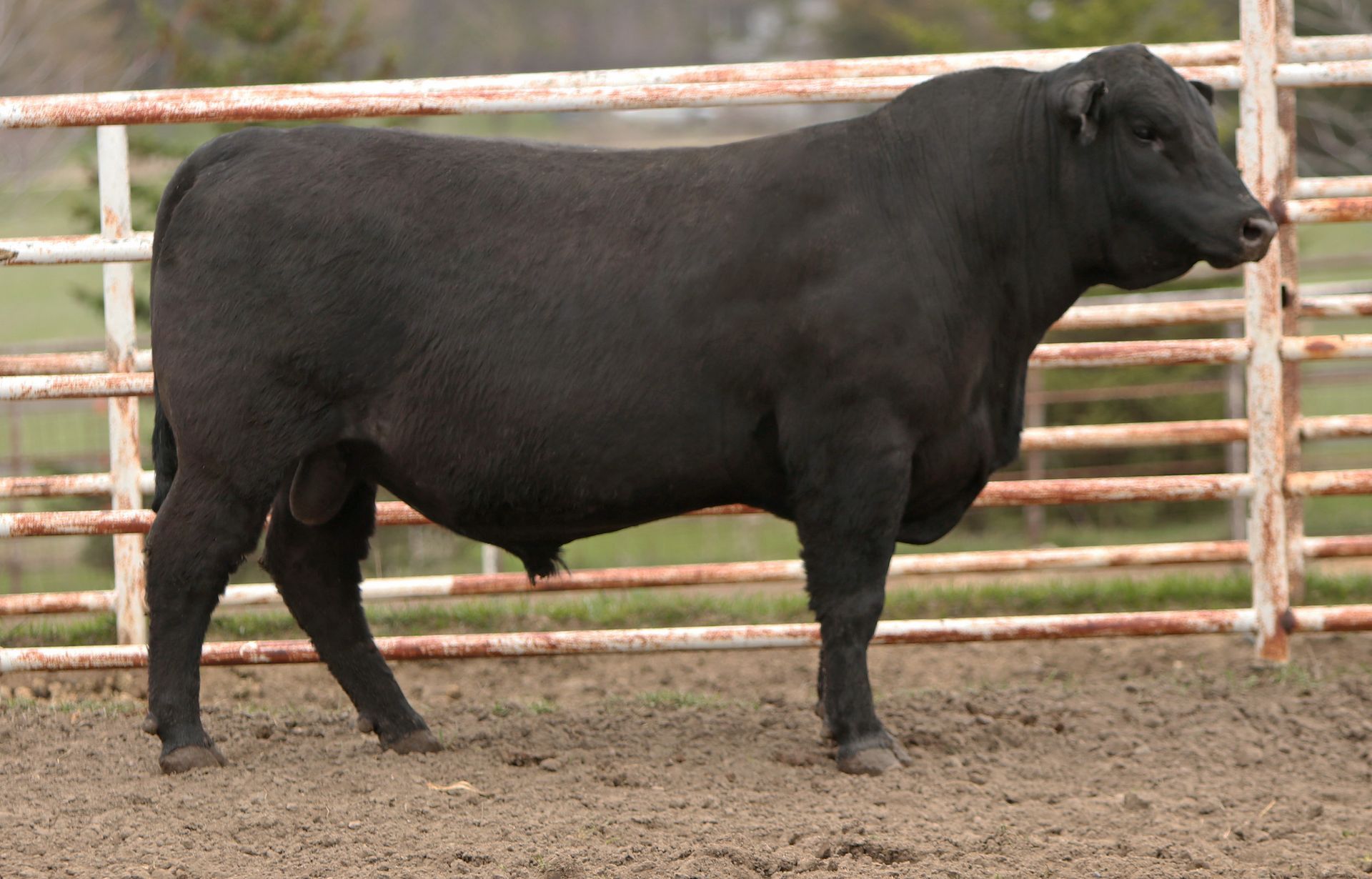 Azteca Ranch 213