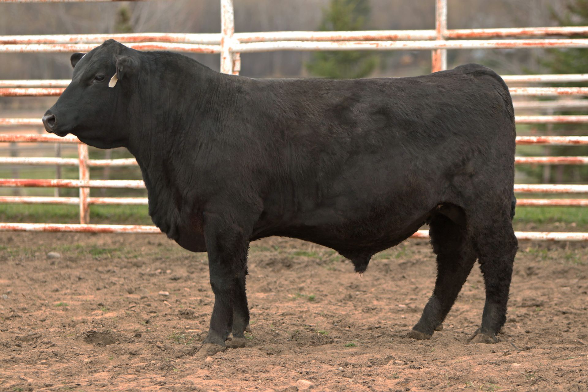 Azteca Ranch 219