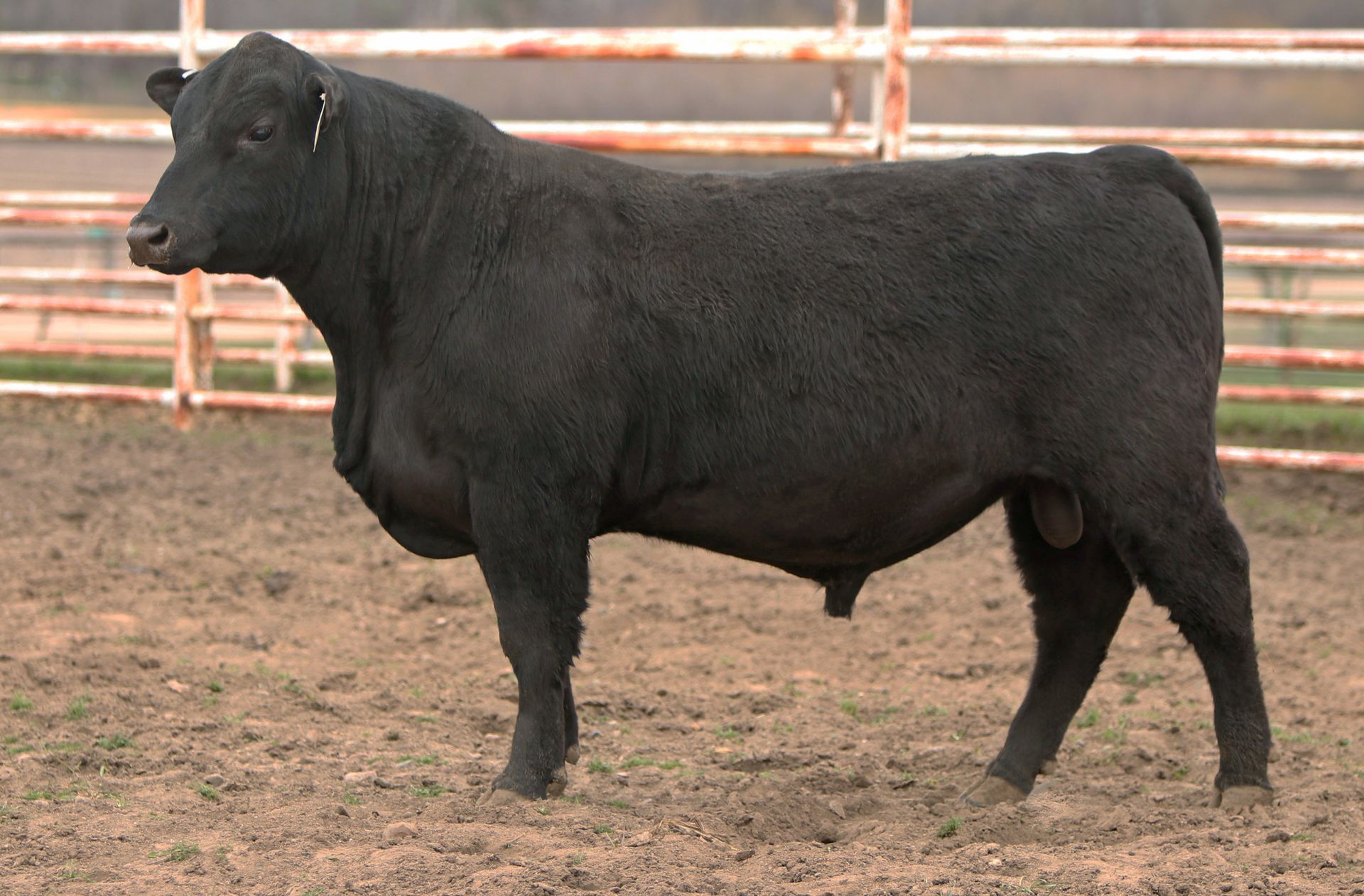 Azteca Ranch 226