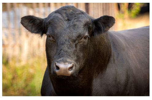 Angus Bull