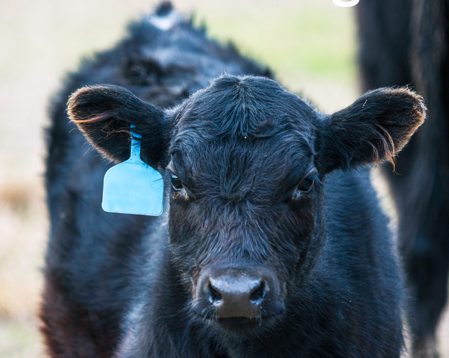 Angus Calf