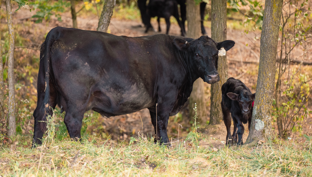Cow Calf pair