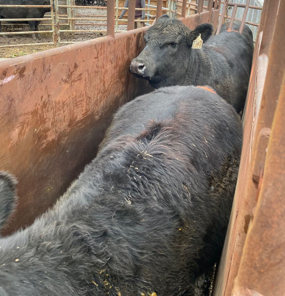 Cattle Alley Way