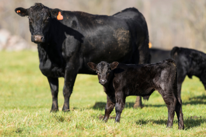 CowCalfPair