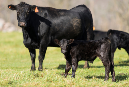 Cow Calf Pairs