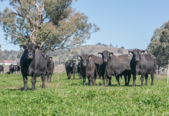 Angus Bulls