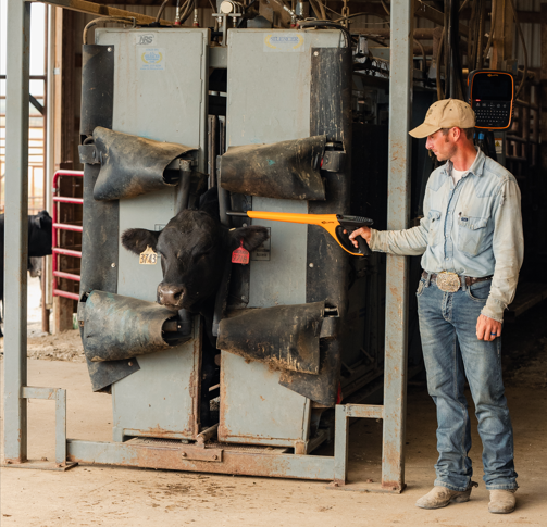 Scanning Bull