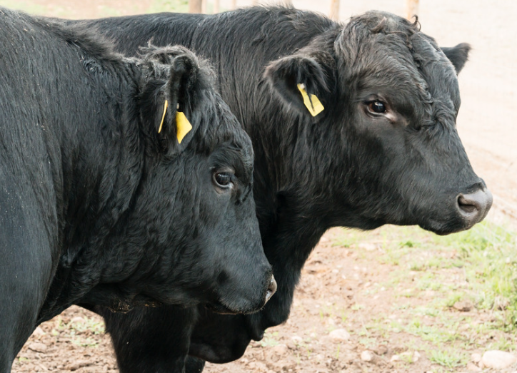 Angus Bulls
