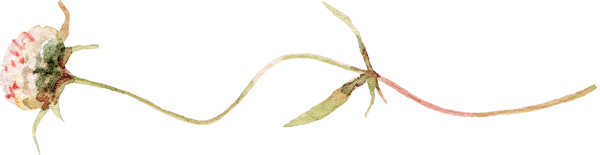 A close up of a flower with a long stem on a white background.